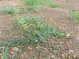 Image result for Dipcadi viride