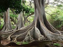 A Heavenly Species Haven Tree Kauai Botanical Gardens
