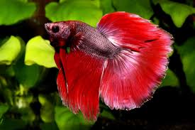 Beautiful red full moon betta. Betta Splendens Siamesischer Kampffisch My Fish Aus Freude An Der Aquaristik