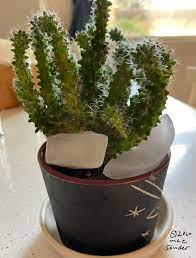 For a short time the ice cube may grow (since the water is 0c) but as time goes on the heat from the air will warm up the water and the cube will eventually melt. Mae S Food Blog My Cactus Takes A Drink