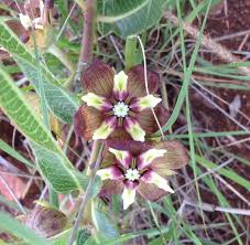 Image result for Pachycarpus concolor