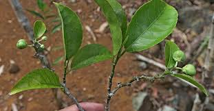 Image result for Rinorea