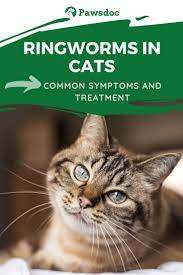 Ringworm In Cats I Cat Ringworm Symptoms And Treatment Ringworm In Cats Cat Health Cat Ringworm