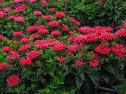 Maybe you would like to learn more about one of these? Bee Balm How To Grow And Care For Monarda Hgtv
