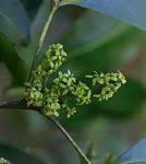 Image result for Vepris sansibarensis