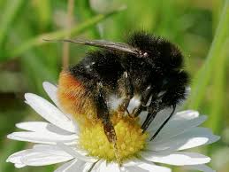 Image result for Bombus lapidarius