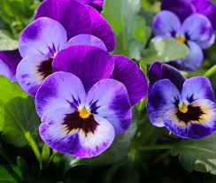 Video Tips And Tricks For Fall Gardening From The Experts Pansies Flowers Pansies Annual Flowers