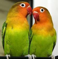 This is a hand fed baby. 10 Tips To Know To Help You To Buy A Lovebird