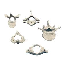 The dens articulates with the atlas and creates a pivot join which allows the head. Anatomisches Modell Atlas Und Axis Medidor