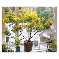 Image result for Acacia dealbata