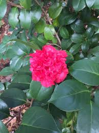 Camellia Japonica Professor Charles Sargent