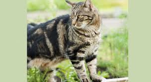 4 Conseils Pratiques Pour Eloigner Les Chats Du Potager En 2020 Repulsif Chat Jardin Potager Eloigner Les Chats
