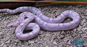 Lavender Corn Snake I May Want To Own My Own But I Ll Just Keep Playing With Camerons For Now Corn Snake Snake Breeds Pet Snake