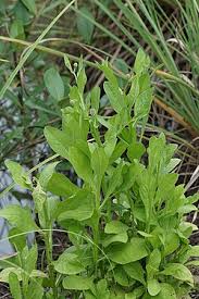 Image result for Sphaeranthus gazaensis