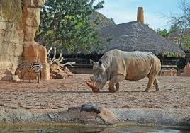 Bioparc Valencia Savanna Zoo Zoological Zoodesign Zooarchitecture Animals Zooanimals Zoo Architecture Animal Habitats Zoo Animals