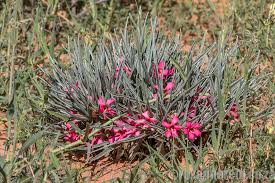 Image result for Oxygonum delagoense