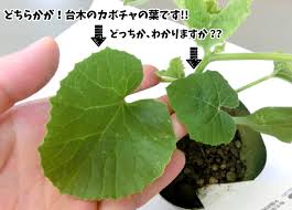 関西最大級の園芸会社 国華園 畑から台所まで 追記 メロンの接木苗 台木を育てていませんか