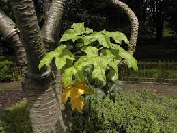 Image result for Vasconcellea pubescens