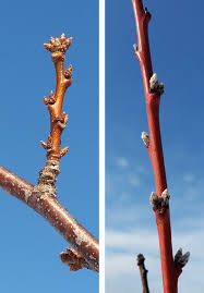 This can mean a really big pruning job. Pruning Cooperative Extension Tree Fruits University Of Maine Cooperative Extension