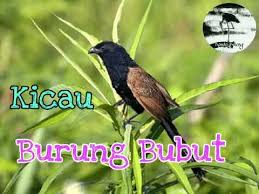 ★ this makes the music download process as comfortable as possible. Suara Burung Bubut Gacor