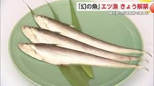 この時期限定の"エツ漁" 解禁 国内では有明海にのみ生息するという「幻の魚」【佐賀県】｜佐賀のニュース｜サガテレビ