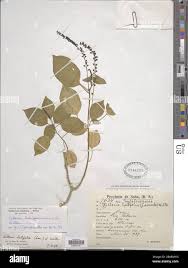 Image result for Hilleria latifolia