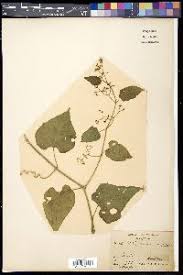 Image result for Cissus bathyrhakodes