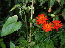 Image result for Senecio consanguineus