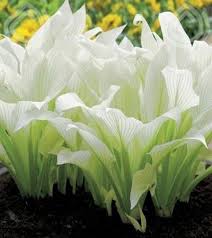 Welcome to our database of perennial flowers that like the sun. 23 White Perennial Ideas Planting Flowers Plants Moon Garden
