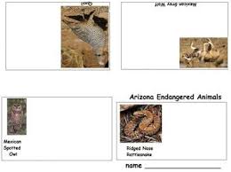 Arizona Endangered Species Mini Books 5 Printables Art Science By Art Wizard Science Art Mini Books Endangered Species