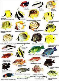 More images for 5 letter tropical fish » Herbivory In Fish Department Of Microbiology