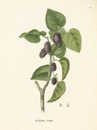 Traite Des Arbres Forestiers Ou Histoire Et Description Des Arbres Indigenes Ou Naturalises 1824 Avec Images Arbre Botanique Murier