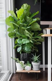 Don't fertilize in winter, and water only sparingly, when the leafless tree is indoors. How To Care For A Fiddle Leaf Fig Plant The Complete Care Guide
