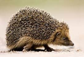 British Hedgehog Google Search Animals Hedgehog Illustration Animals Wild