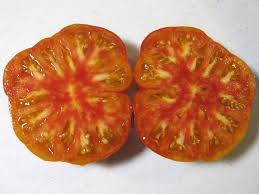 First it took forever to actually mail. Tomato Northern Lights Seeds Certified Organic Garden Hoard Certified Organic Heirloom Seeds Grown In Michigan By Renegade Acres