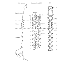 Labeled heart diagram showing the heart from anterior. Schematic Drawing Of The Heart And Bases Of The Arteries Dorsal View Download Scientific Diagram