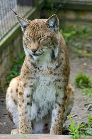 Big Cats Lynx Big Cats Wild Cats Cats
