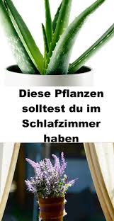 Ist es laut in der wohnung, weil sie an einer großen straße liegt? Diese Pflanzen Solltest Du Im Schlafzimmer Haben Pflanzen Pflanzen Fur Zu Hause Zimmerblumen