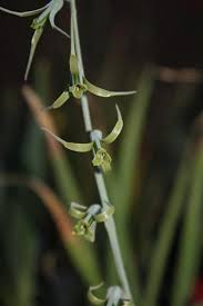 Image result for Dipcadi marlothii