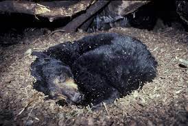 It was the first time researchers watched a bear dig a den. Do Black Bears Hibernate North American Bear Centernorth American Bear Center