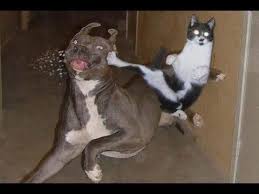 Angry Cats Vs Dogs Funny Cat And Dog Videos Compilation Youtube Ninja Cats Funny Cats And Dogs Funny Cat Compilation