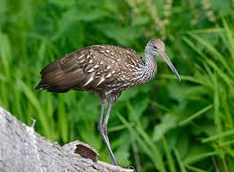 Limpkin Wikipedia