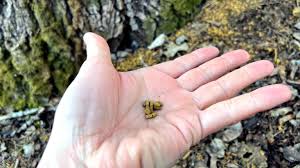 Image result for squirrel poop