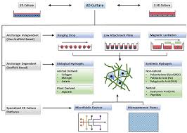 We did not find results for: Frontiers Three Dimensional In Vitro Cell Culture Models In Drug Discovery And Drug Repositioning Pharmacology
