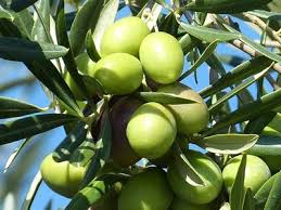 Zeytin fidanı, zeytin fidanı gelişimi, zeytin fidanı büyümesi, en iyi zeytin fidanı hangisi , zeytin fidanı ne zaman dikilir, zeytin fidanı. Zeytin Fidani Cesitleri