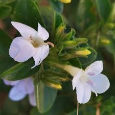 Image result for Barleria setosa