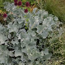 Image result for Crambe hispanica