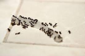 Why are there so many ants in my bedroom? How To Get Rid Of Stinky Odorous House Ants