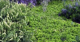 Hardy ground covers can not only improve the appearance of your yard, but they can also significantly reduce the amount of time you spend weeding. Origanum Vulgare Aureum Creeping Golden Marjoram