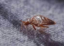 Termishield protects homes from bed bugs. Why So Many Bed Bugs In Indianapolis